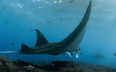 You are likely to spot Manta Rays at the Manta Point snorkeling spot.